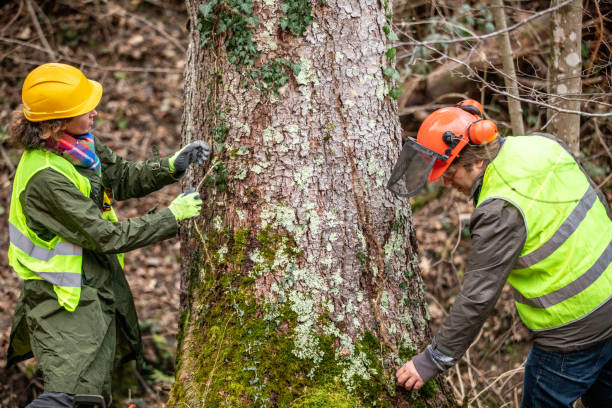 How Our Tree Care Process Works  in  Kechi, KS